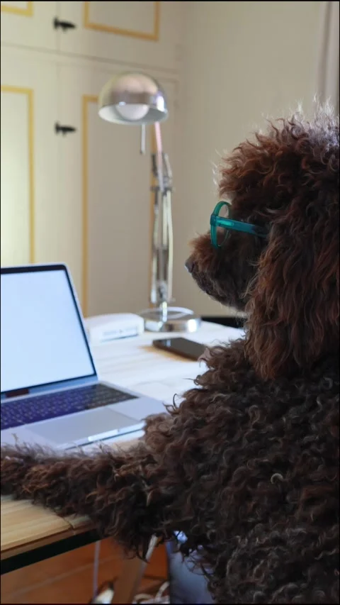 Smart poodle dog working on a laptop computer Stock Footage 333621079