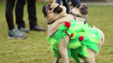 Smart pug performing at dog show, sitting and lying down on owner's command Stockbeeldmateriaal 65552919