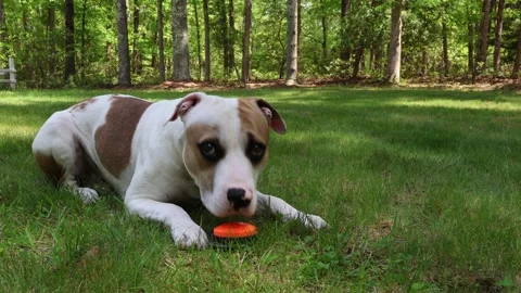 Smart Pup Demands Bone: A Funny Training Moment Stock Footage 276396067