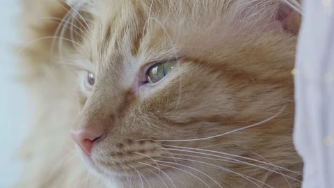 Smart red cat look very carefully closeup Stock Footage 126398194