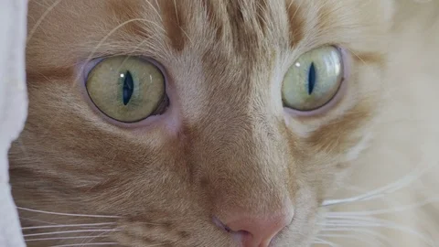Smart red cat look very carefully close-up Stock Footage 126398339