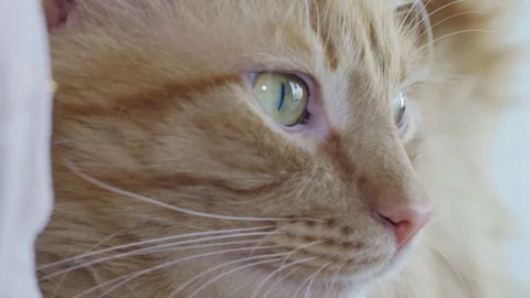 Smart red cat look very carefully close up Stock Footage 126398367