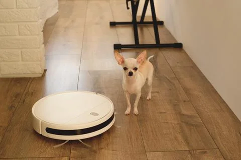 Smart robot vacuum cleaner in the interior makes cleaning of the laminate floor Stock Photos