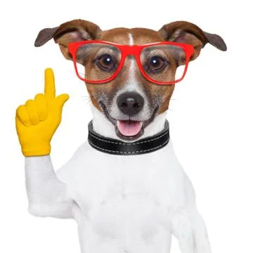Smart school dog Foto stock