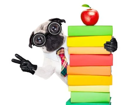 Smart school dog Foto stock