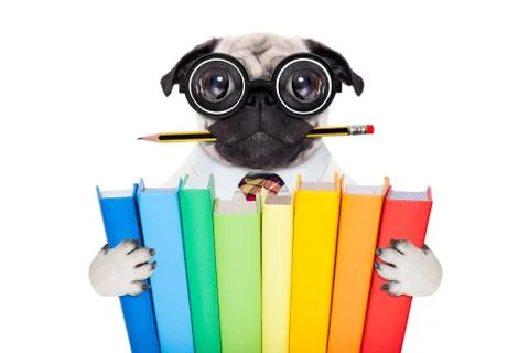 Smart school dog Stock Photos