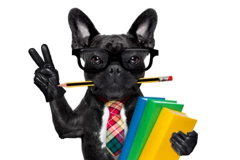 Smart school dog Stock Photos