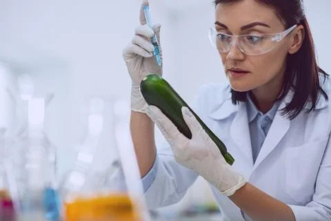 Smart skilled researcher testing a marrow squash Stock Photos