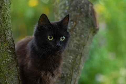 Smart skillful cat climbing a tree and comes down from the tree. Cat on the t Fotos Stock