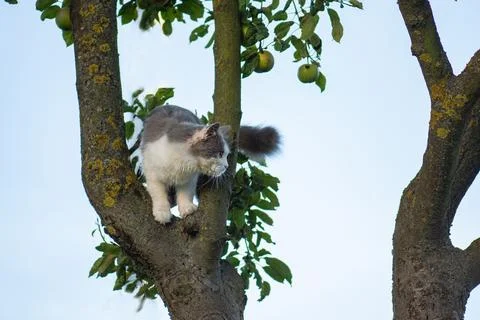 Smart skillful cat climbing a tree and comes down from the tree. Cat on the t Stock Photos