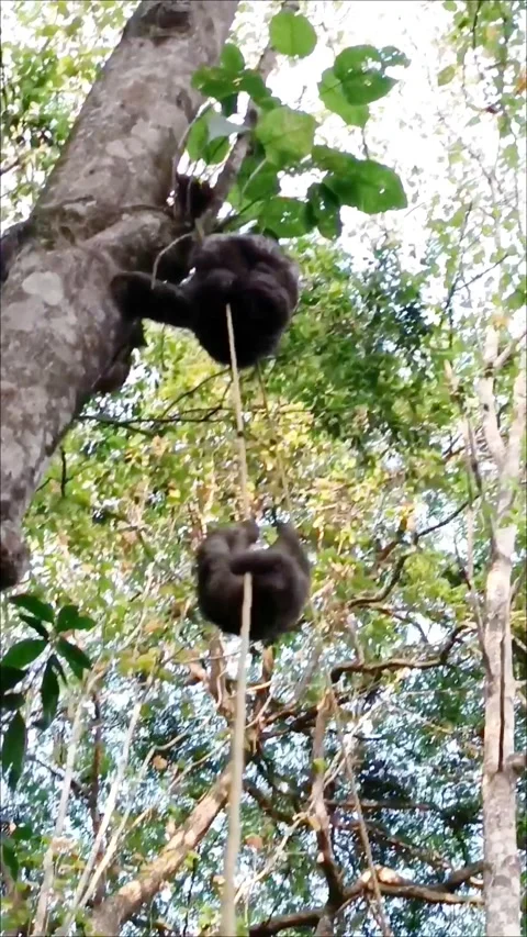 Smart Sloth Mom Uses Rope To Rescue Baby, los teques, miranda, venezuela - 31 Ma 動画素材 318989764
