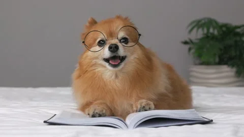 Smart Spitz folded his front paws on book lying on bed trying to put on glasses Stock Footage 211720716
