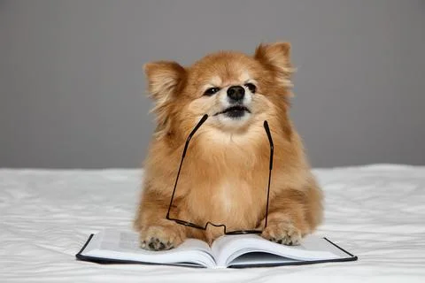 Smart Spitz folded his front paws on book lying on bed trying to put on glasses Stock Photos