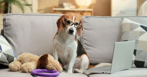 Smart spotted beagle dog programmer coder accountant blogger using computer Video stock 159798112