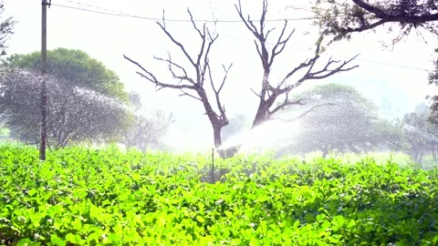 Smart sprinkler functioning in green agriculture fields Video stock 224111467