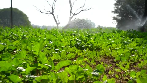 Smart sprinkler functioning in green agriculture fields Video stock 224111737