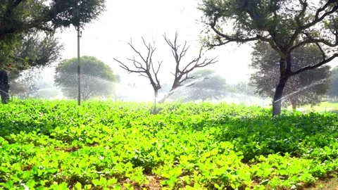 Smart sprinkler functioning in green agriculture fields Video stock 224111900