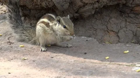 Smart squirrel 1 스톡 동영상 22329294