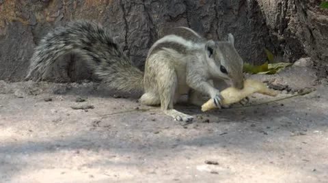 Smart squirrel 2 스톡 동영상 22326254