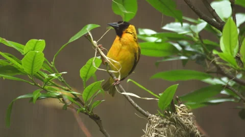 Smart Weaver Bird is building the Nest. Textor cucullatus Stock Footage 203937564