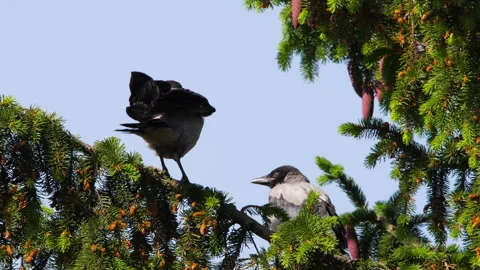 Smart wild crows on a tree Stock Footage 274095099