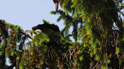 Smart wild crows on a tree Stock Footage 279497651