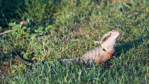 Smart wild lizard in the grass Stock Photos