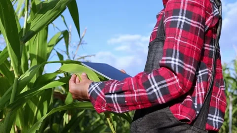 Smart woman farmer agronomist using digital tablet for examining and inspec.. Stockbeeldmateriaal 336935339