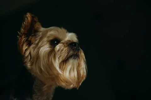A smart Yorkshire Terrier muzzle against a dark background Stock Photos