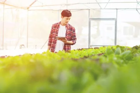 Smart young asian farmer  using tablet to check quality and quantity of organ Stock Photos