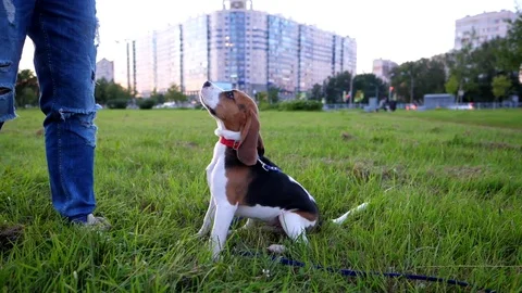 Smart young beagle sit against owner at park, receive snack and wait for command Video stock 79099229