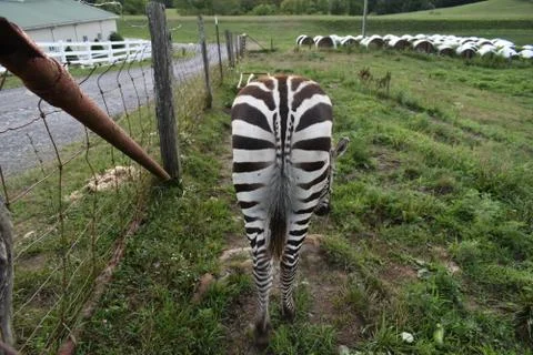 Smartelic Zebra Foto stock