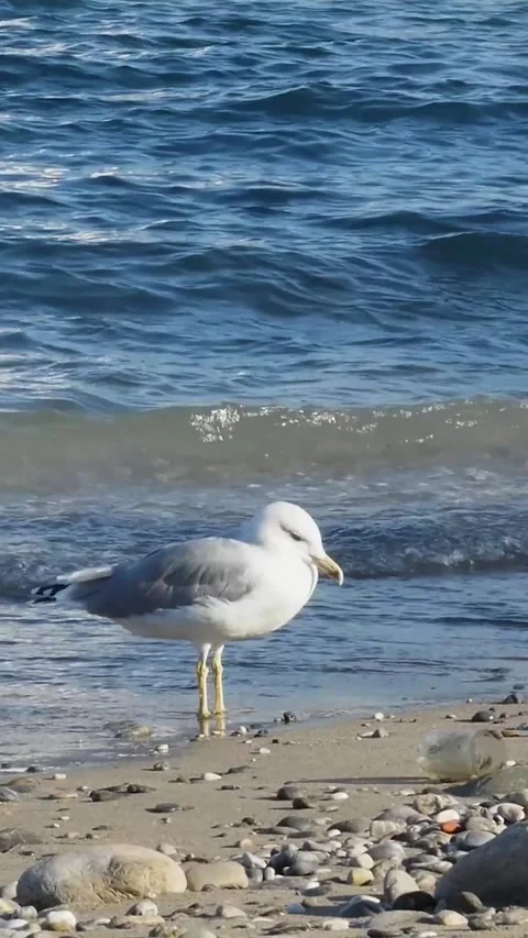 Smartphone content of an active seagull on the beach, captured with an accel Stock Footage 334628307