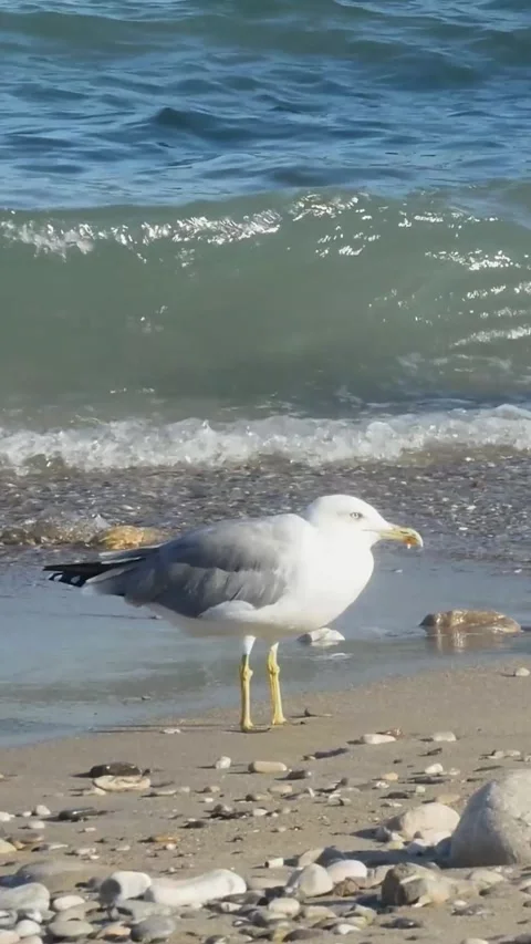 Smartphone content of seagulls on the sand with fast-flowing waves, capturin Vídeos de archivo 334628358