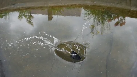 Smartphone falling in water with splash. Stock Footage 79202089