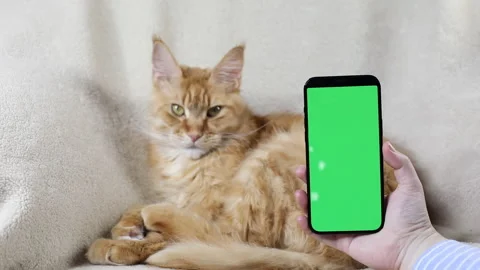 Smartphone with a green screen chroma key on the background of a beautiful Stock Footage 168225921