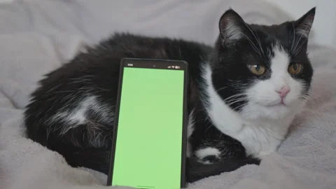Smartphone with green screen chroma key mock-up Vídeo Stock 325222967