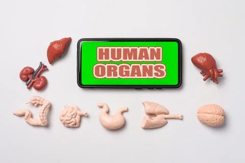 A smartphone a green screen displaying the text HUMAN ORGANS, human interna.. Stock Photos