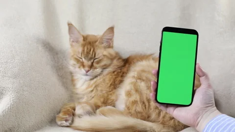 Smartphone with a green screen in hand against the background of a red Maine Stock Footage 167954761