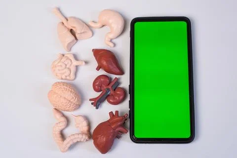 A smartphone with a key green screen placed next to human internal organs, .. Stock Photos