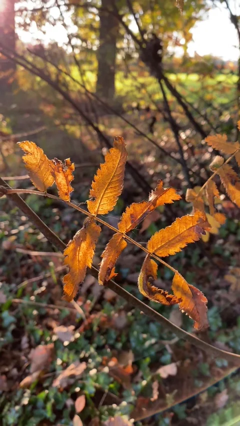 Smartphone Leaves Orange Close-Up 4K Fall Autumn Stock Footage 164665045