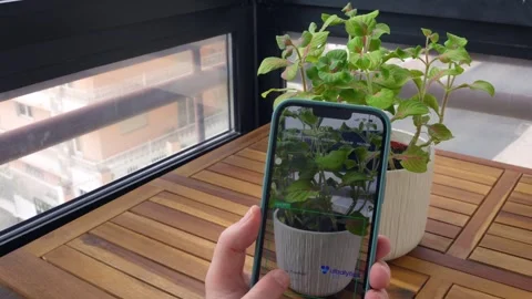 Smartphone Real Time Object AI Detection, Vase with Plant Stock Footage 269091519