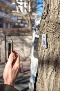 Smartphone scanning QR code on a tree to learn more about the tree specie 库存照片