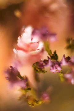 Smartphone wallpaper shooted macro.. Stock Photos