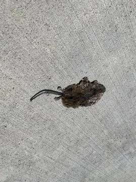 Smash Mouse Stock Photos