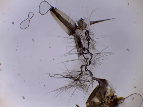 Smashed Mosquito Larva Internal Organs Microscope Extreme Cl Stock Photos