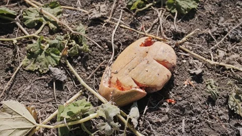 Smashed pumpkin in dry field after harvest. There will be no Halloween Stock Footage 323316126