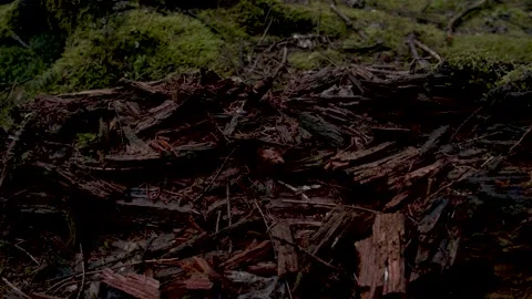 Smashed wood close up 動画素材 154555293