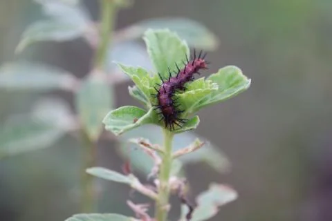 A Smeared Dagger Moth Caterpillar, also known as a Smartweed Caterpillar, cra Stock Photos