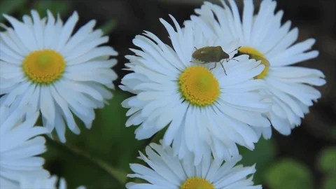 Smell bug on chamomile Stock Footage 73895649